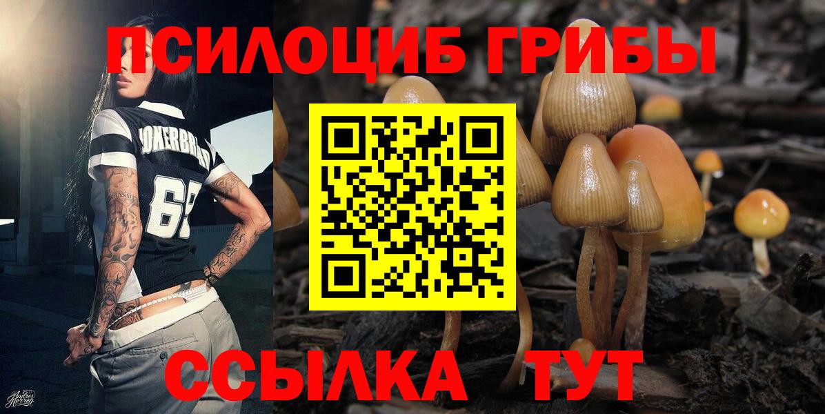 Галлюциногенные грибы Psilocybe  Вход с VPN  хочу   Кулебаки  Галлюциногенные грибы Psilocybe 